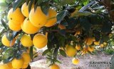 橙子树的种植条件 对气温气候及区域地理的要求